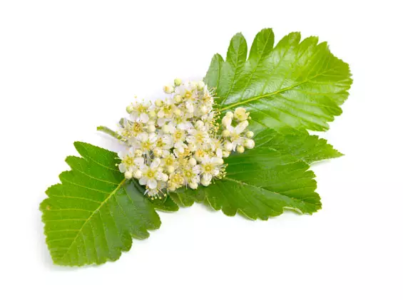 Spirea Ulmaria, Olmaria, Barba di capra, Erba d'api