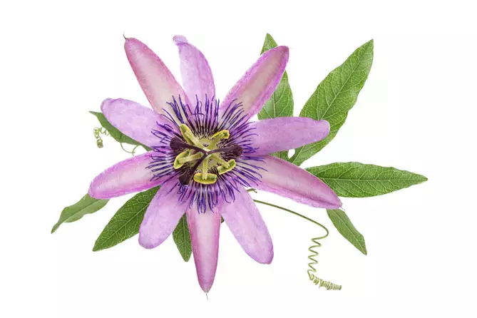 Passiflora