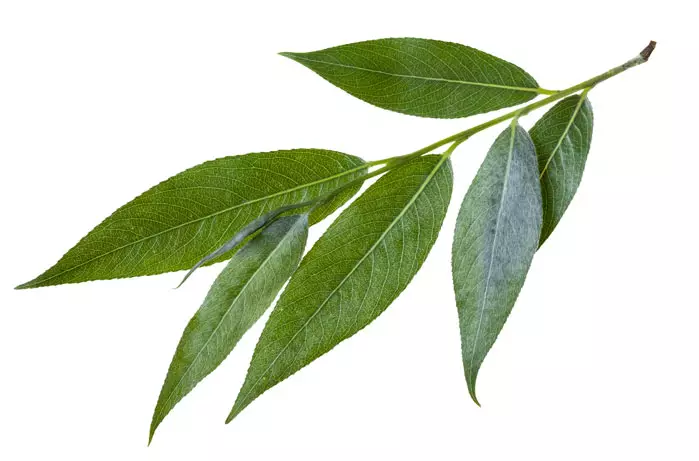 Eucalyptus, eucalyptus globuleux, gommier bleu